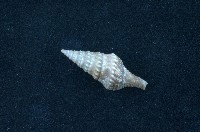 藏品(環珠捲管螺)的圖片